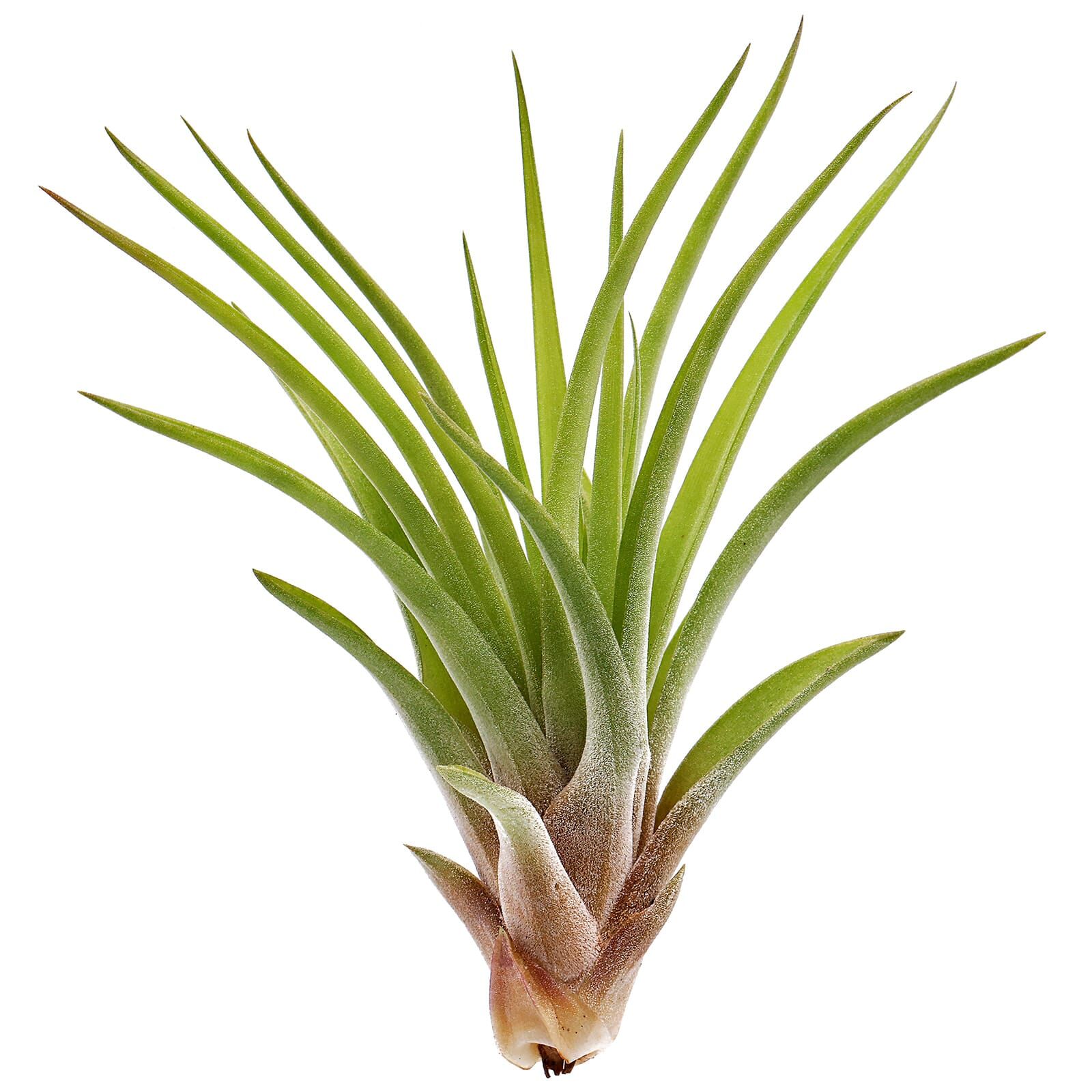 Tillandsia velutina