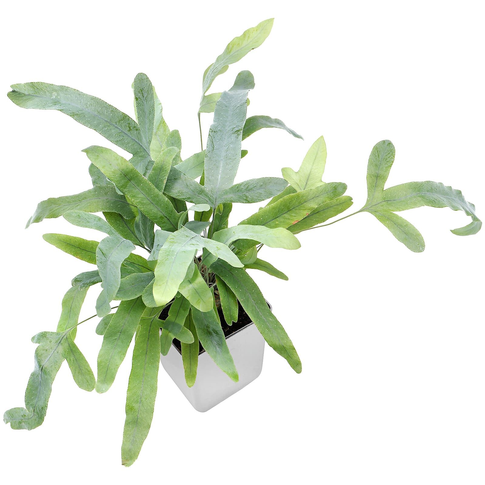 Phlebodium aureum 'Blue Star' | Aquasabi - Aquascaping Shop