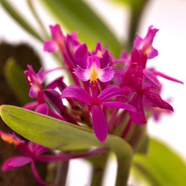 Epidendrum radicans 'Pink'