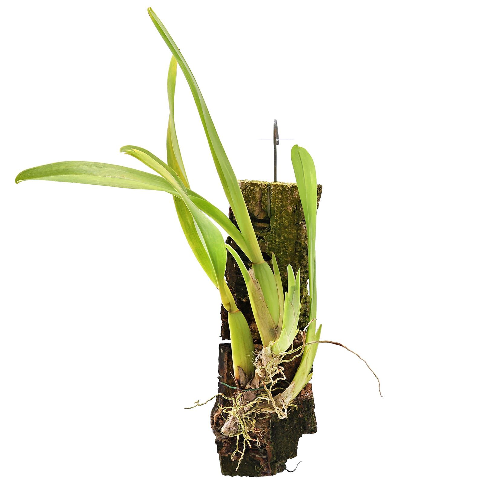 Miltonia spectabilis | Aquasabi - Aquascaping Shop