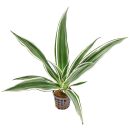 Dracaena sanderiana White