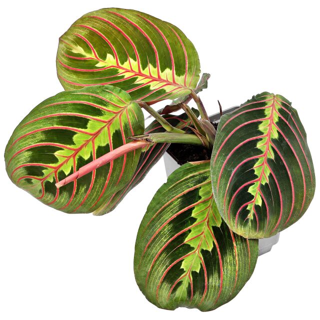 Maranta leuconeura 'Fascinator'