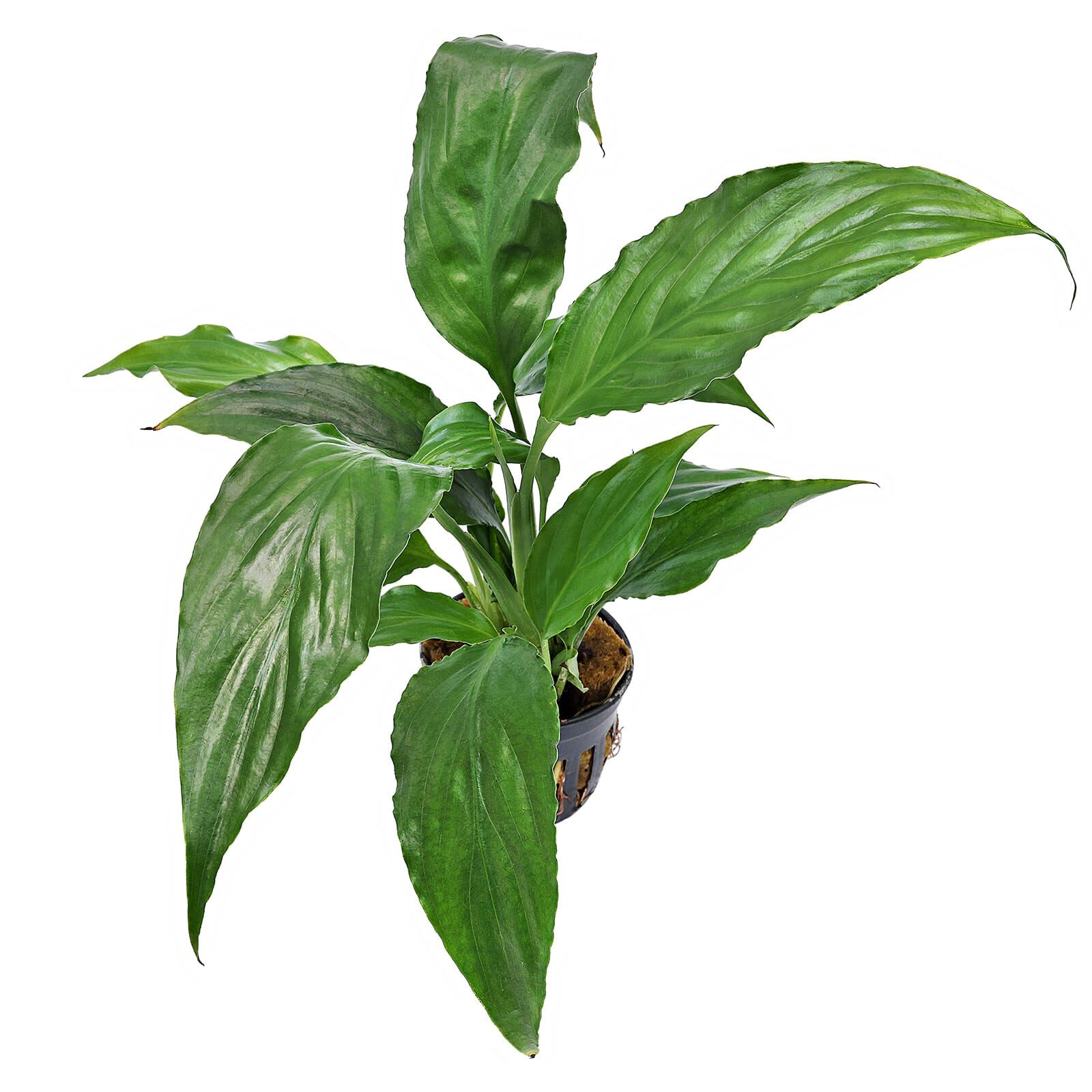 Spathiphyllum wallisii - Pot | Aquasabi - Aquascaping Shop