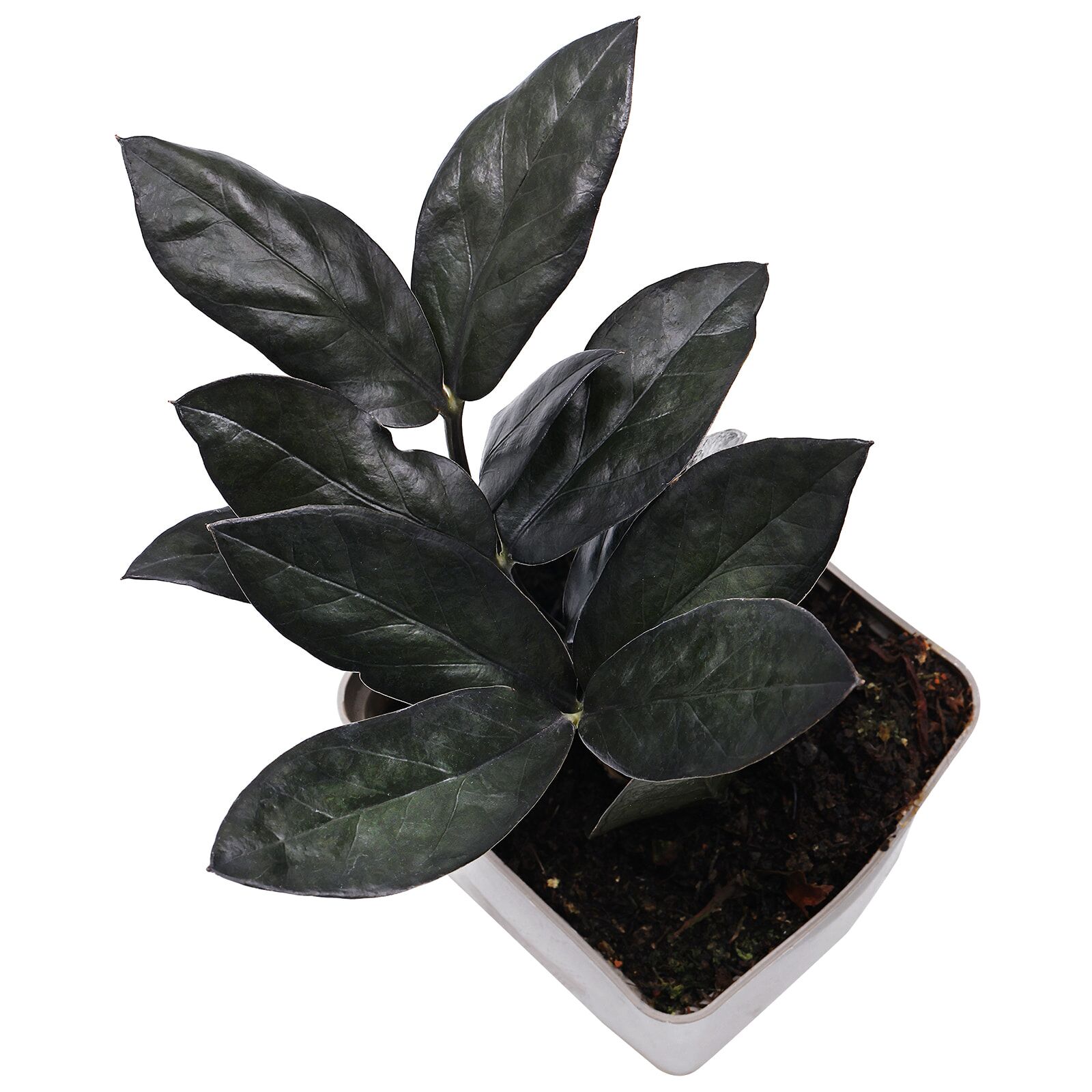 Zamioculcas zamiifolia 'Raven'