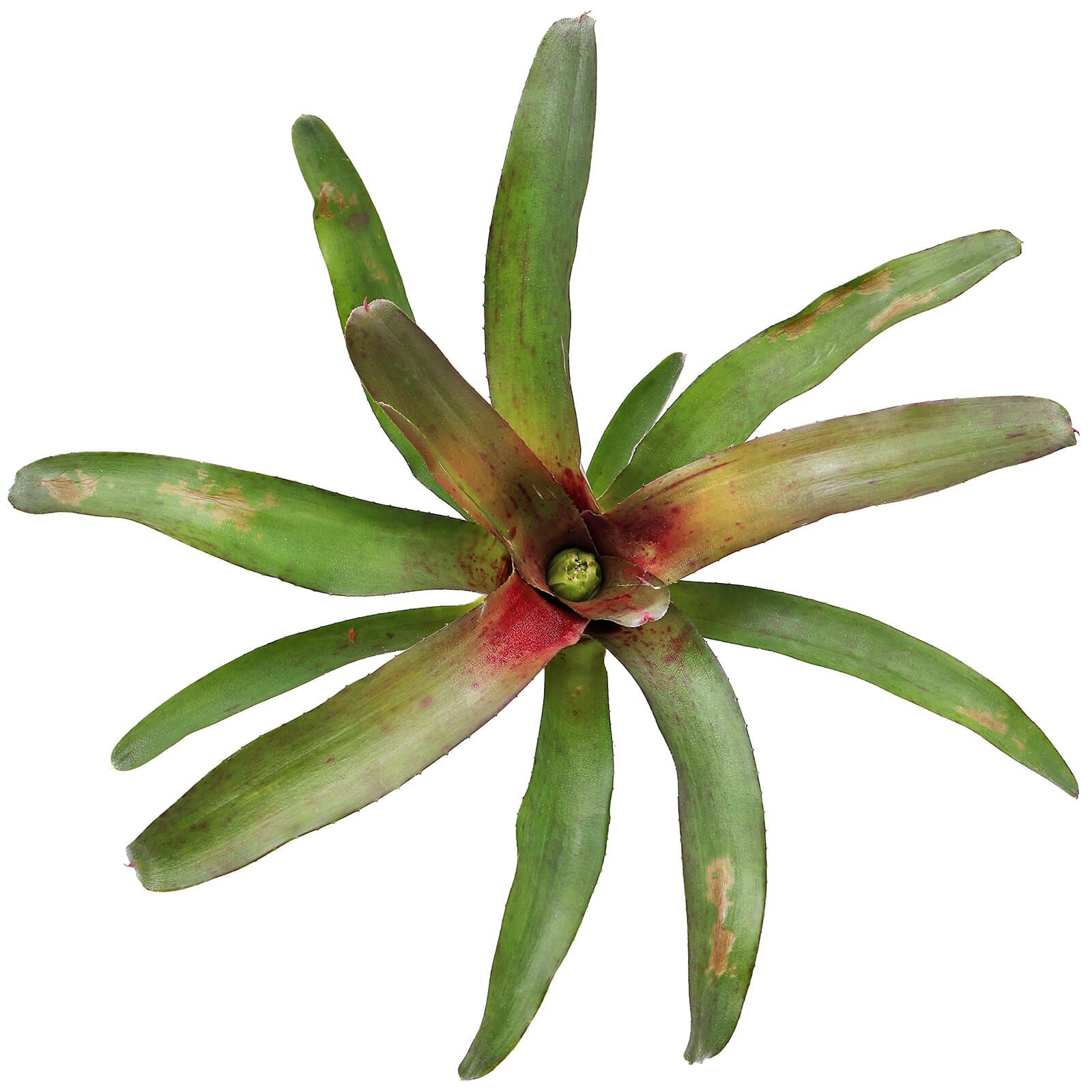 Neoregelia 'Astra'