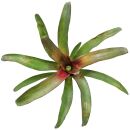 Neoregelia Astra