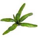 Neoregelia Green Stripe