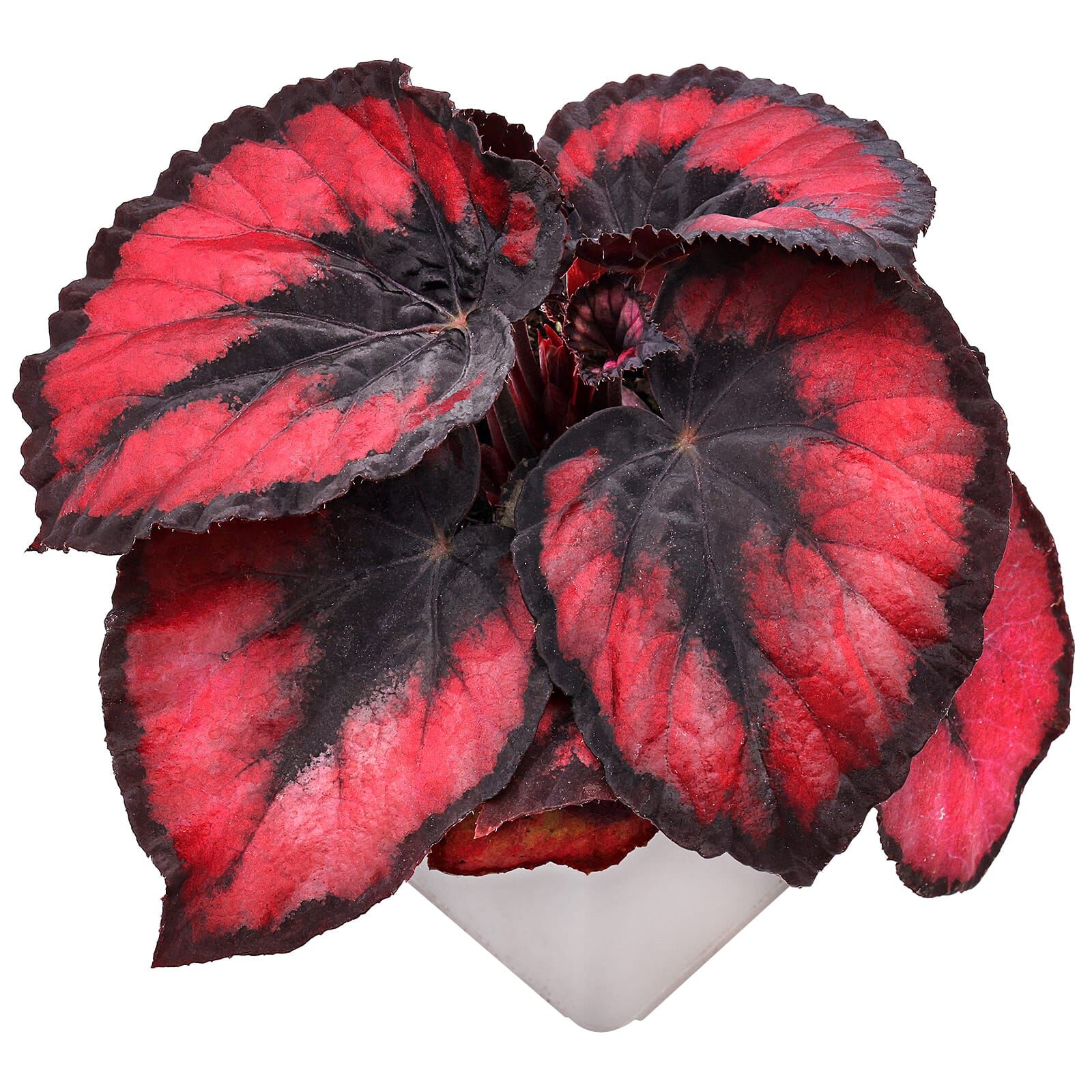 Begonia 'Red Heart'