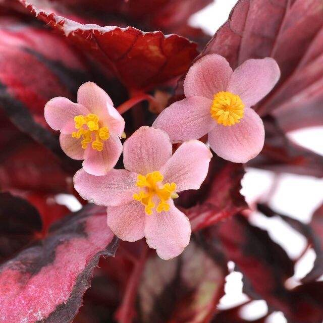 Begonia 'Red Heart'