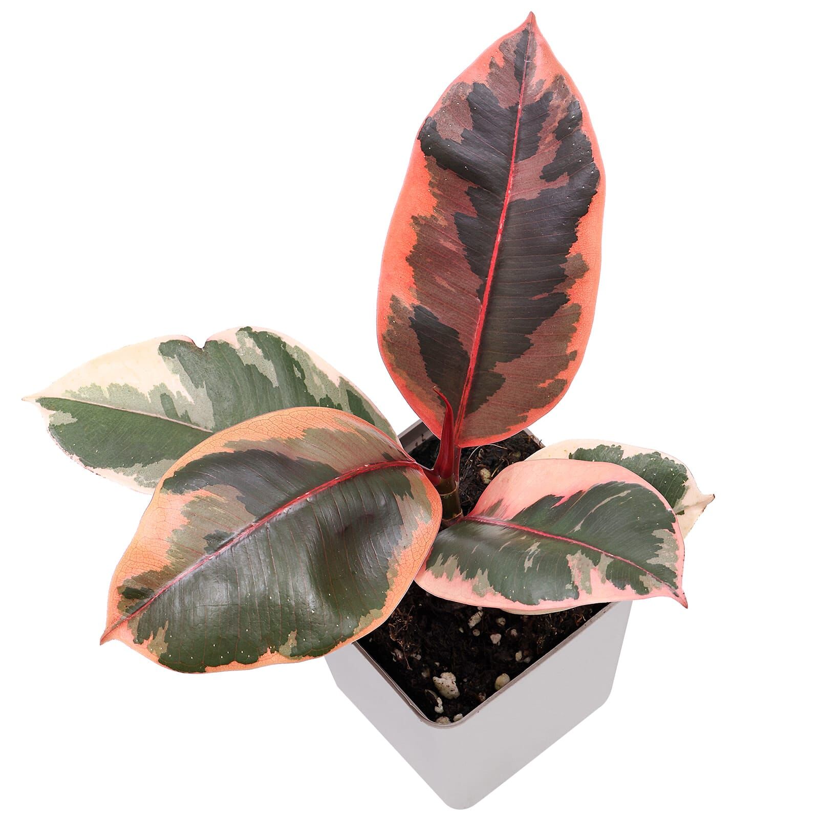 Ficus elastica 'Ruby' | Aquasabi - Aquascaping Shop