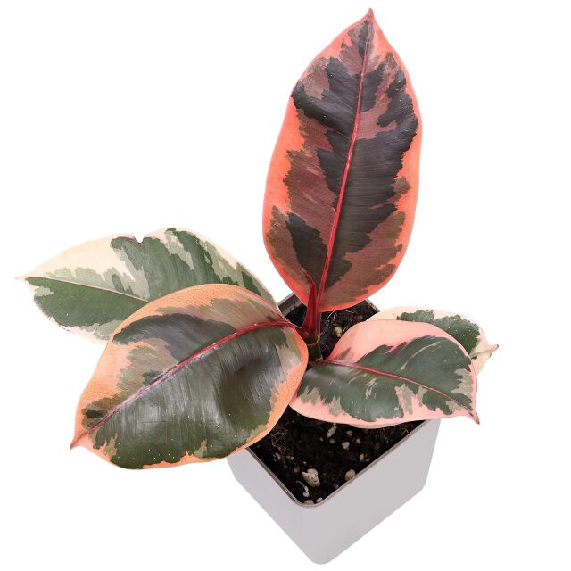 Ficus elastica 'Ruby'