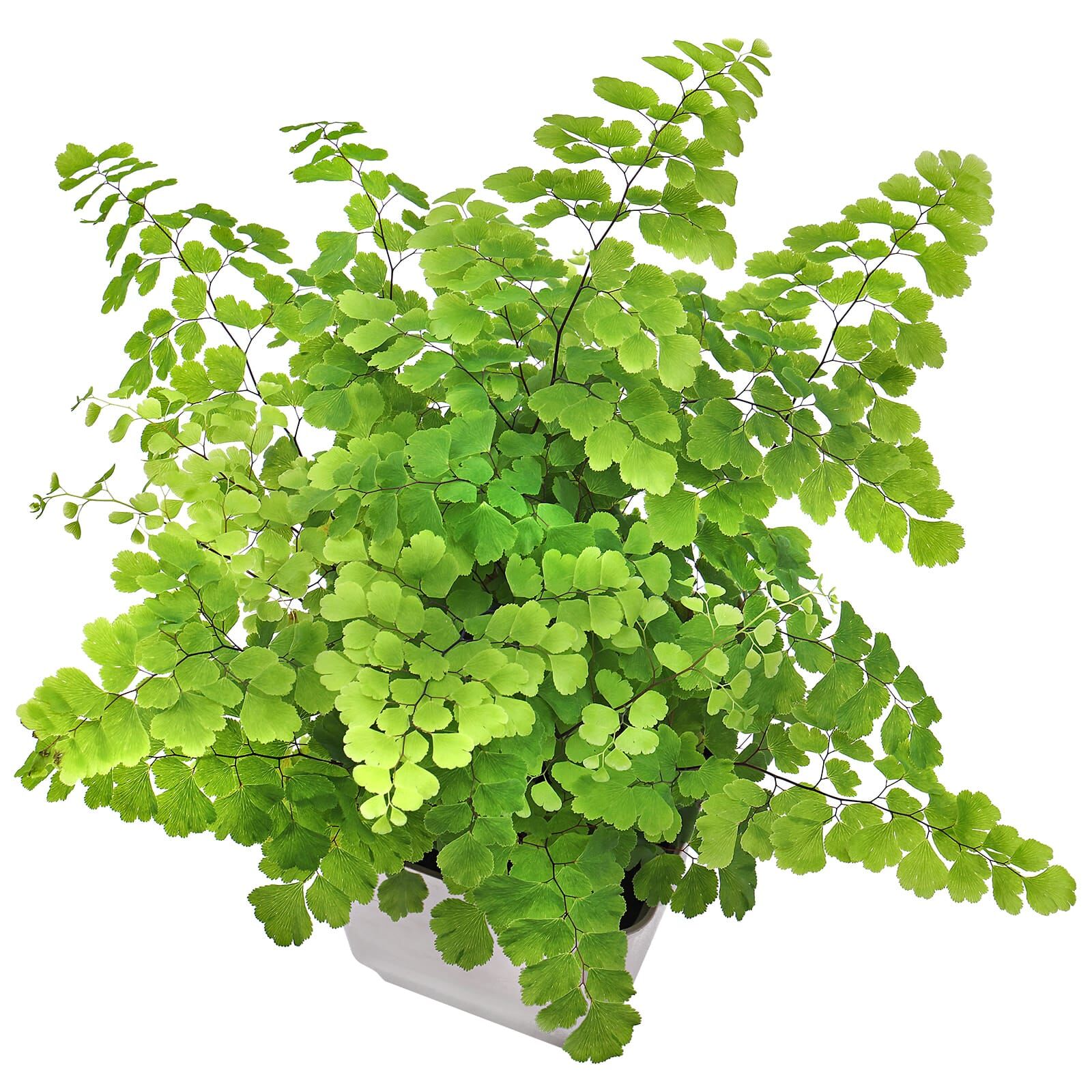 Adiantum raddianum Aquasabi Aquascaping Shop