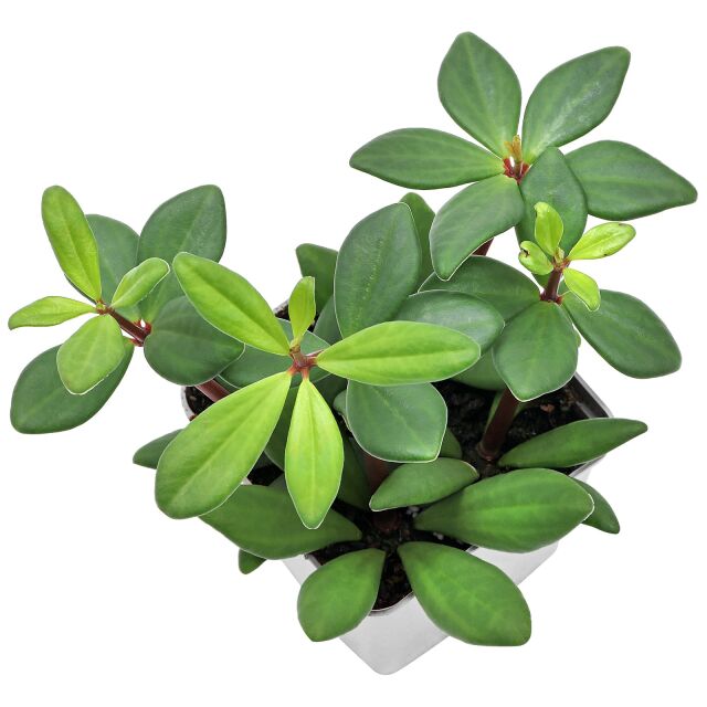 Peperomia pereskiifolia