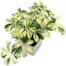 Heptapleurum arboricola Variegata - Pot L