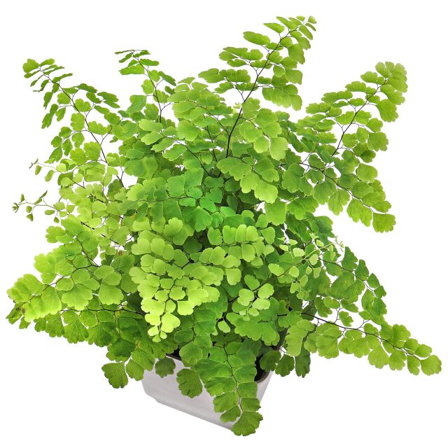 Adiantum raddianum - Pot L | Aquasabi - Aquascaping Shop