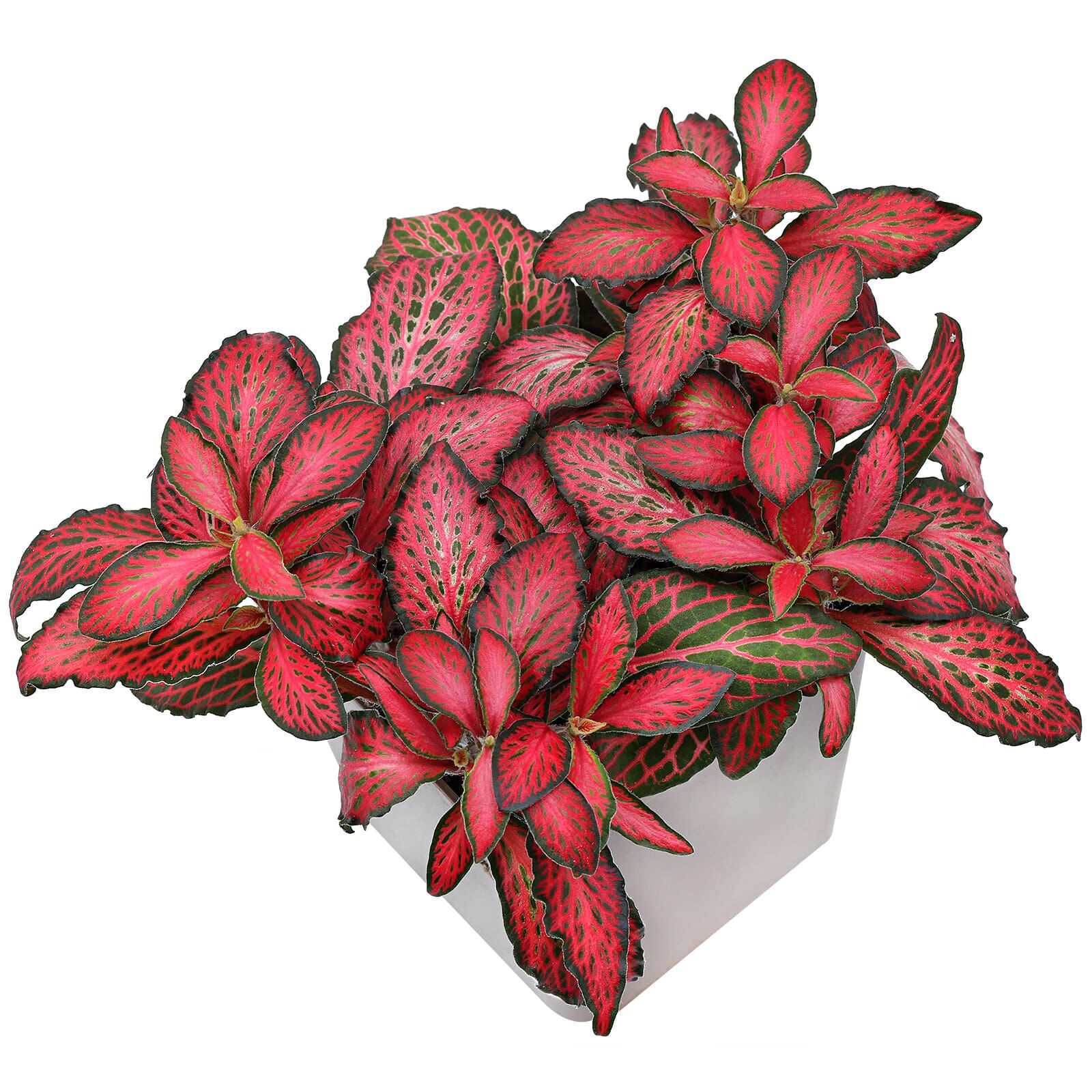 Fittonia albivenis 'Forest Flame' | Aquasabi - Aquascaping Shop