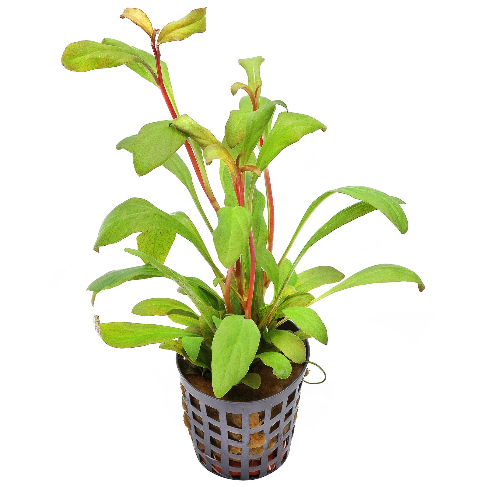 Lysimachia parvifolia | Aquasabi - Aquascaping Shop