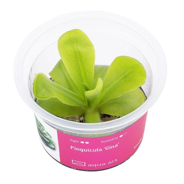 Pinguicula 'Gina'