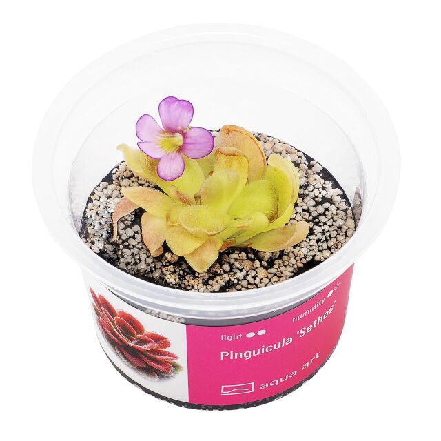 Pinguicula 'Sethos'