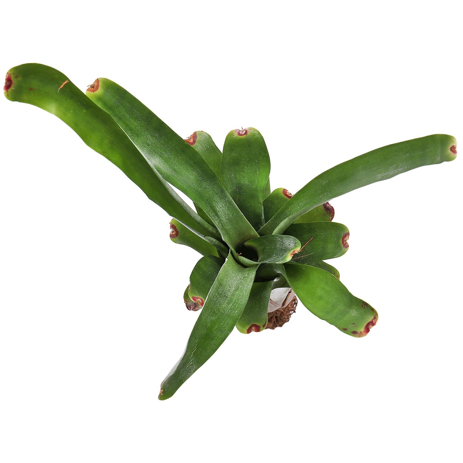 Neoregelia abendrothae