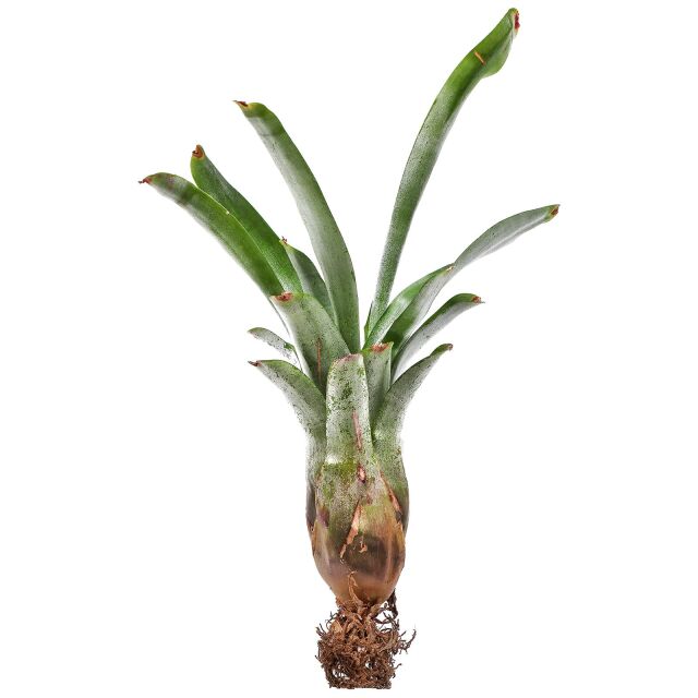 Neoregelia abendrothae