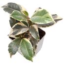 Ficus elastica Variegata