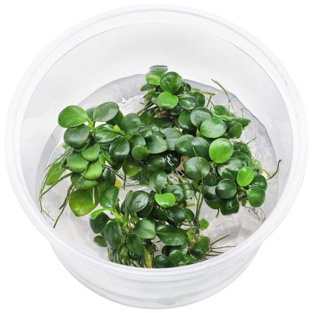 Anubias barteri var. nana 'Mini Coin' - in Vitro XL