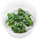 Anubias barteri var. nana Mini Coin - in Vitro XL