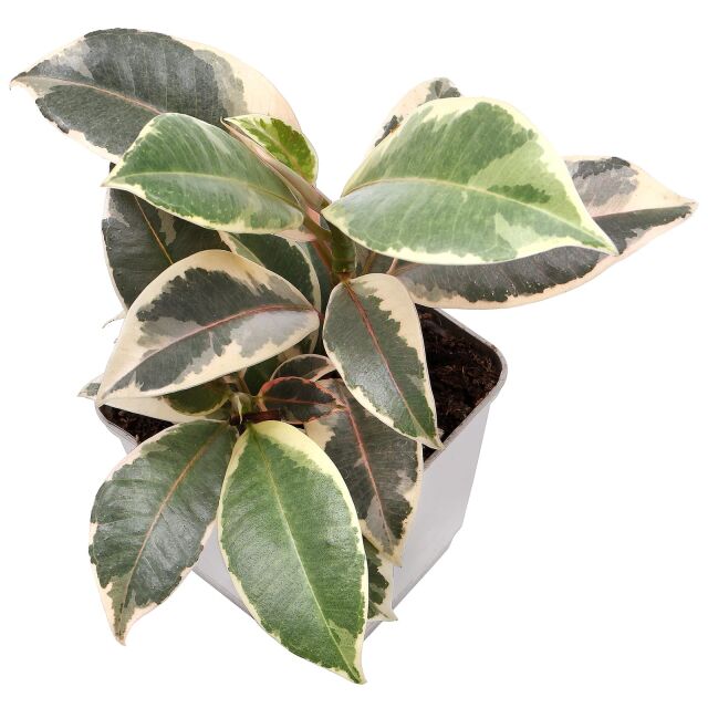 Ficus elastica 'Variegata'