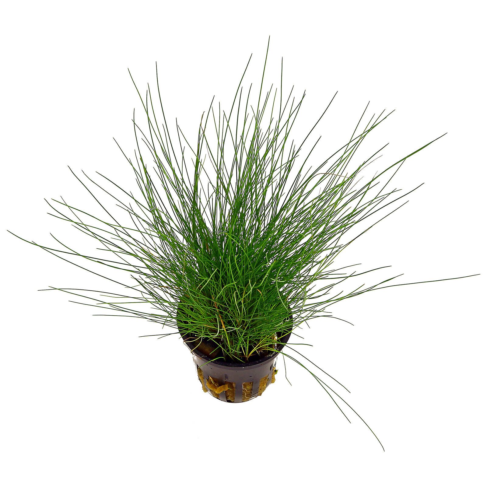 dwarf hairgrass