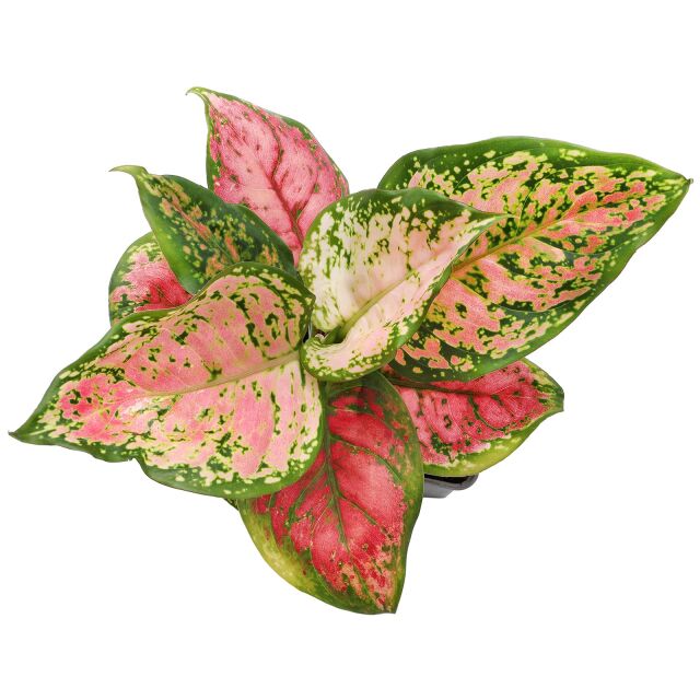 Aglaonema 'Red Valentine'