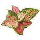 Aglaonema Red Valentine