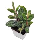 Procris repens "Pulchra" - Pot L