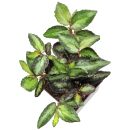 Procris repens - Pot L