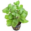 Hygrophila triflora - Pot