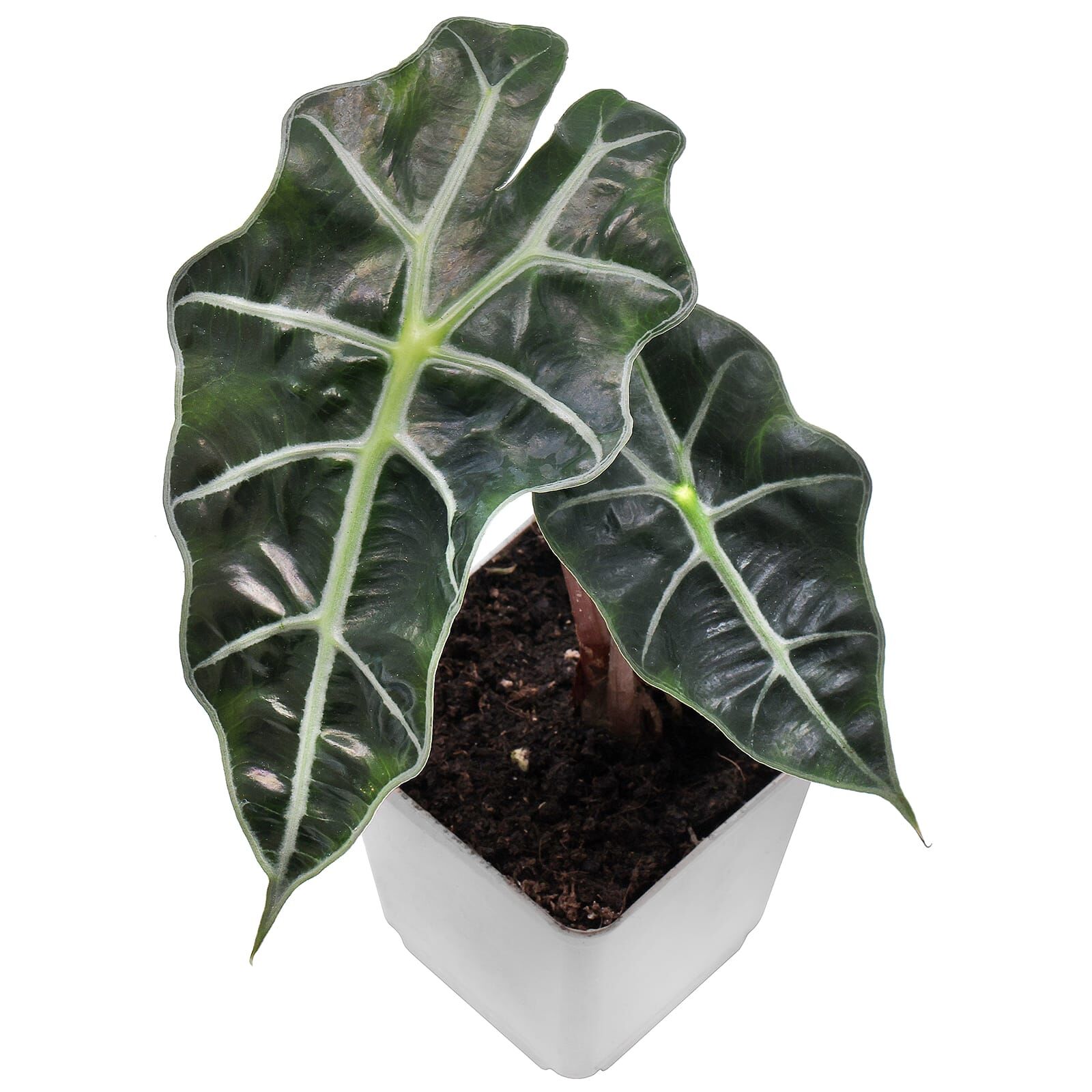 Alocasia &times; mortfontanensis