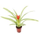 Guzmania Ice Cream - Pot