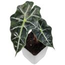 Alocasia × mortfontanensis - Pot L