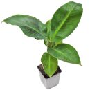 Musa acuminata Dwarf Cavendish - Pot L