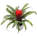 Guzmania Priscilla - Pot L