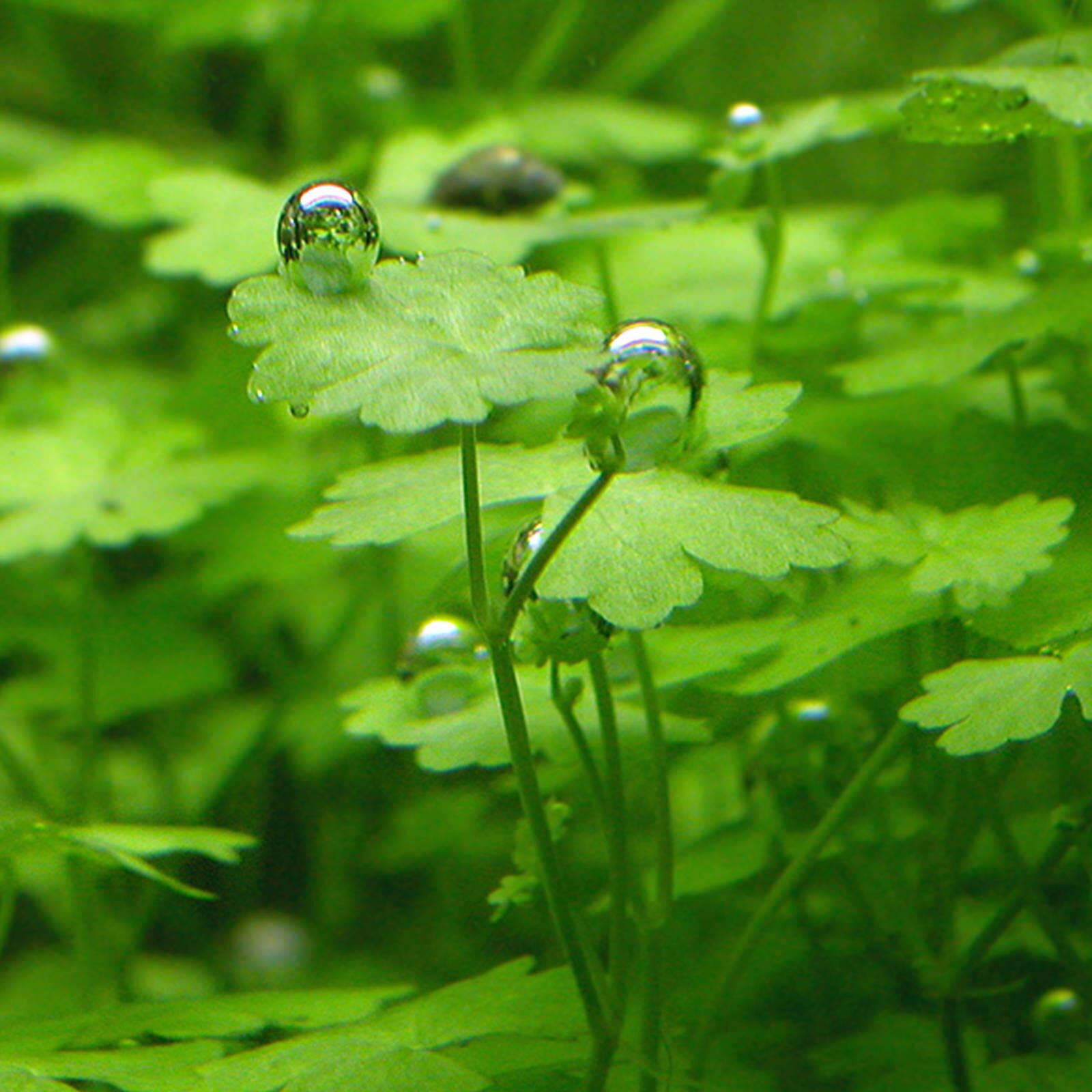 Hydrocotyle Tripartita Aquasabi Aquascaping Shop