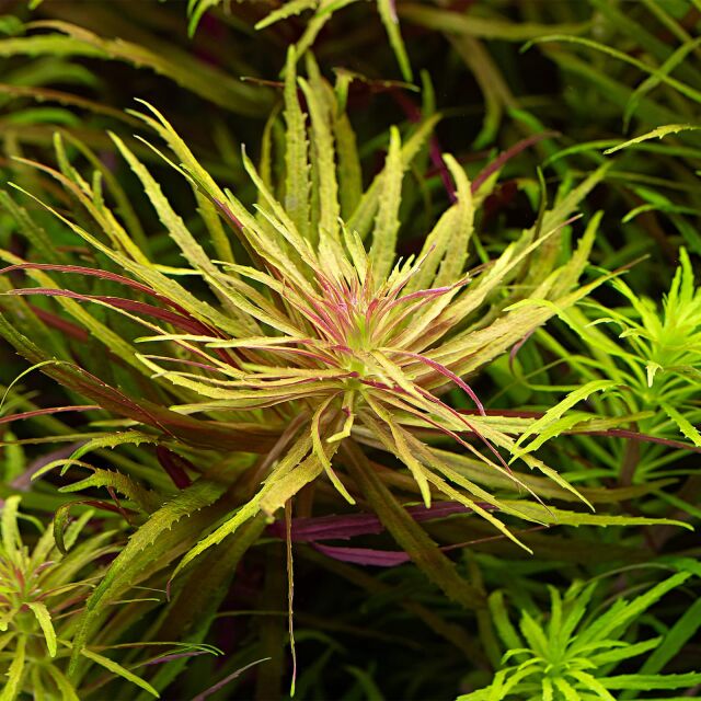 Limnophila hippuridoides