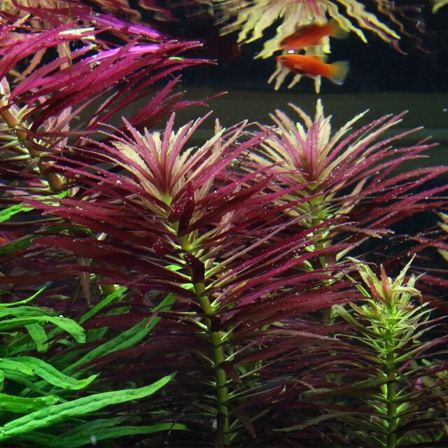 Limnophila hippuridoides