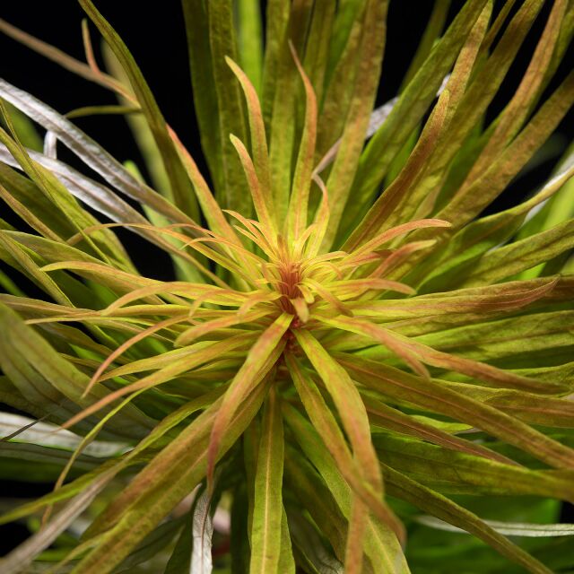 Ludwigia inclinata var. verticillata 'Cuba'