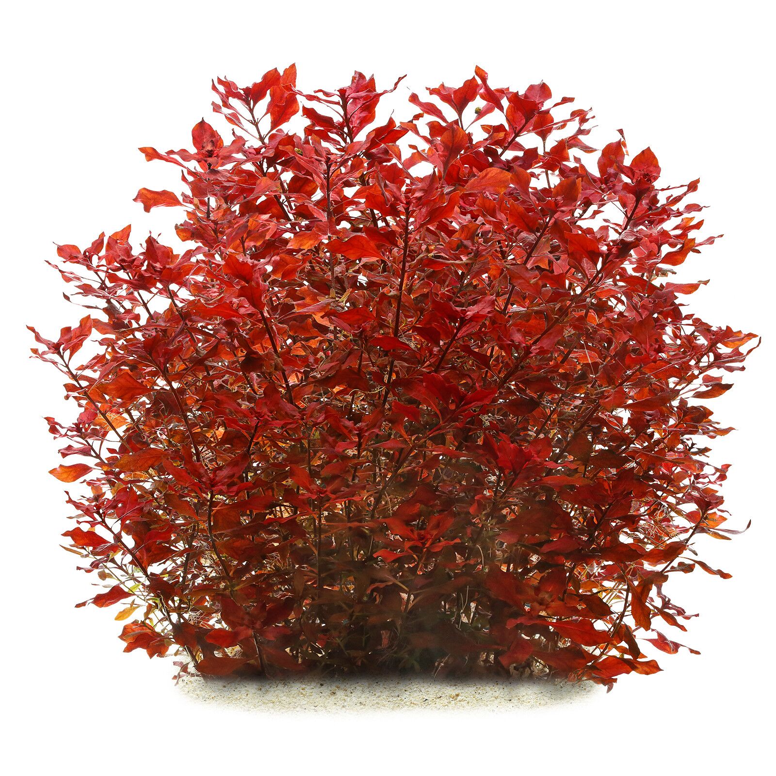 Ludwigia palustris "Super Red" | Aquasabi Aquascaping Shop