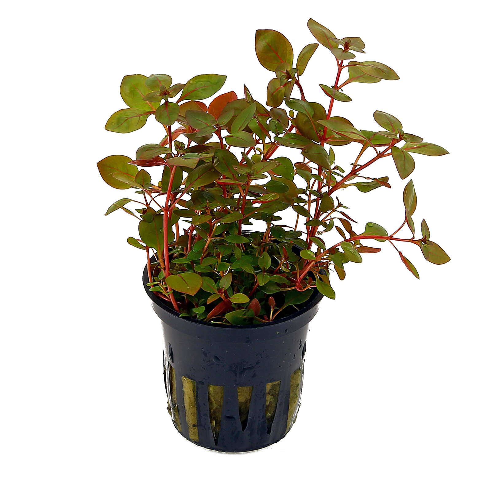 Ludwigia palustris "Super Red" - pot | - Shop