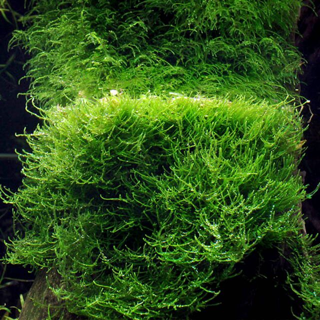Taxiphyllum barbieri Java moss - 1-2-GROW!