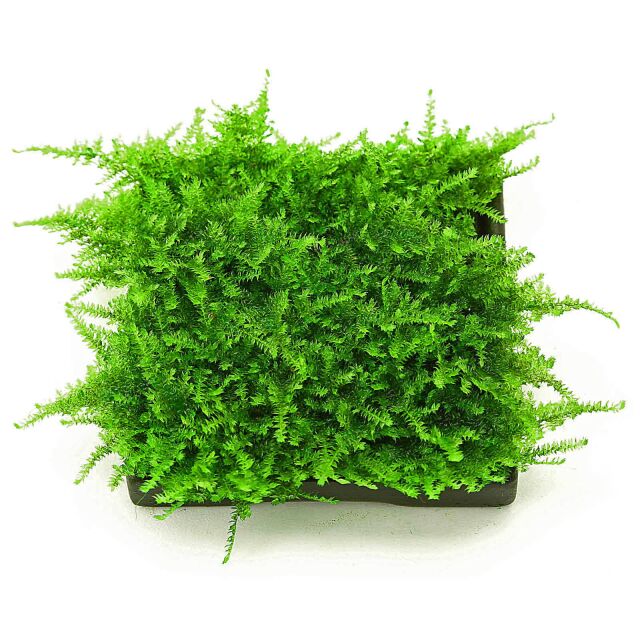 Vesicularia sp. Mini Christmas Moss - Flowgrow Aquatic Plant Database