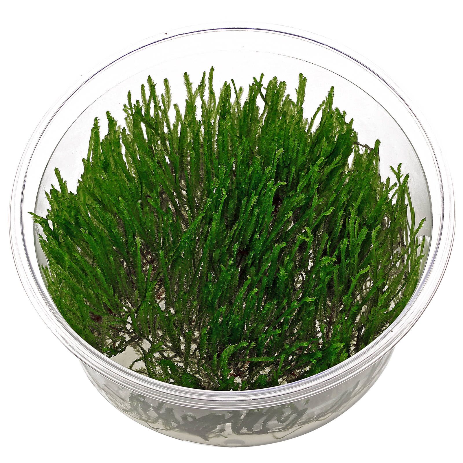 IC808 ADA Tissue Culture - Peacock Moss (Taxiphyllum sp