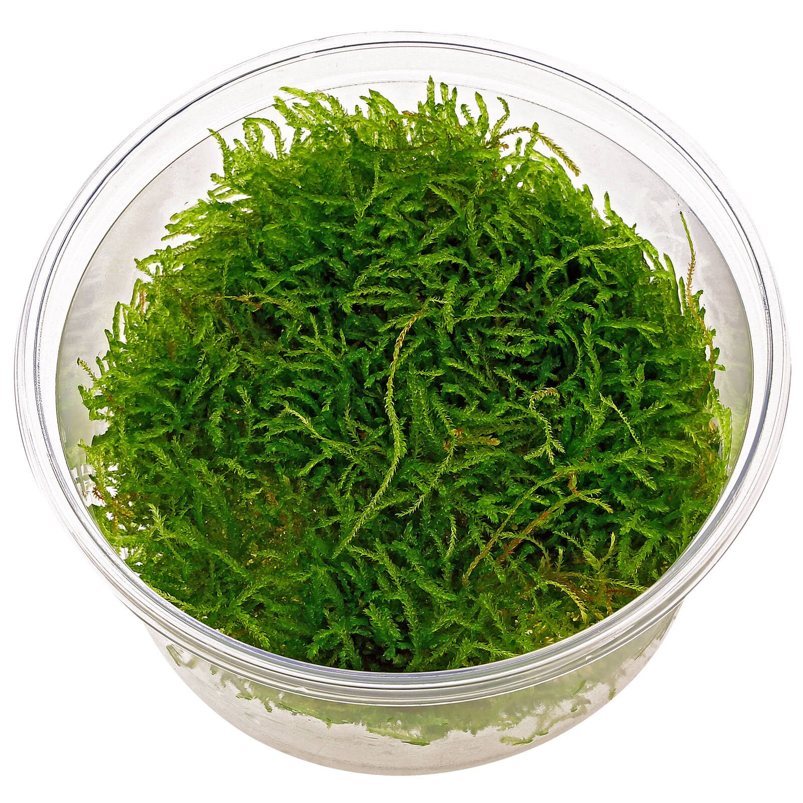 Java Moss Taxiphyllum Barbieri Portion Live Aquarium Plants Buy2 Get1 Free, Size: Large 4 Ounce Cup, Green